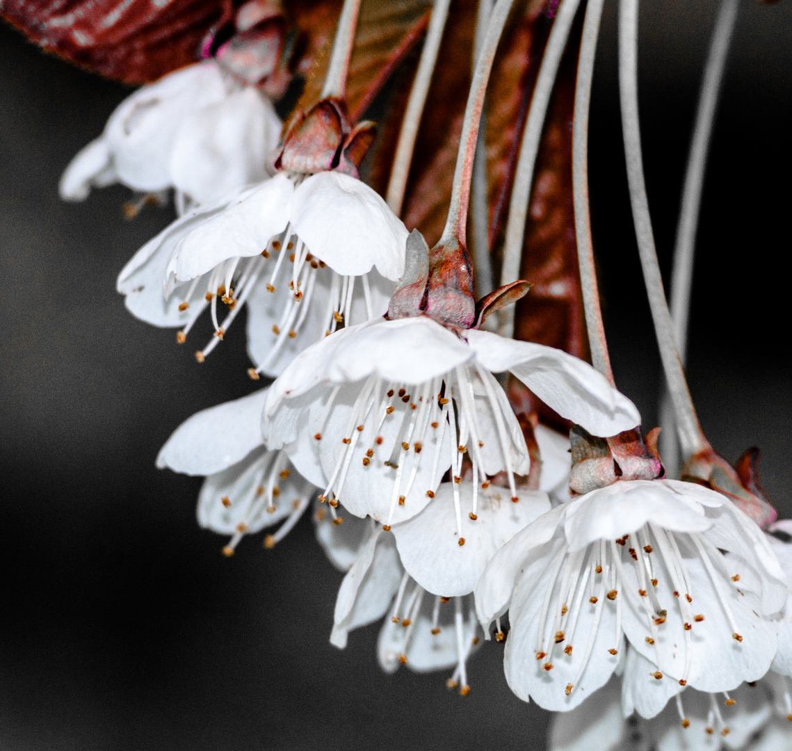 Kirschblüte in grau/rot