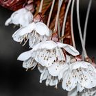 Kirschblüte in grau/rot