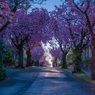 Kirschblüte in Hamm Bockum-Hövel