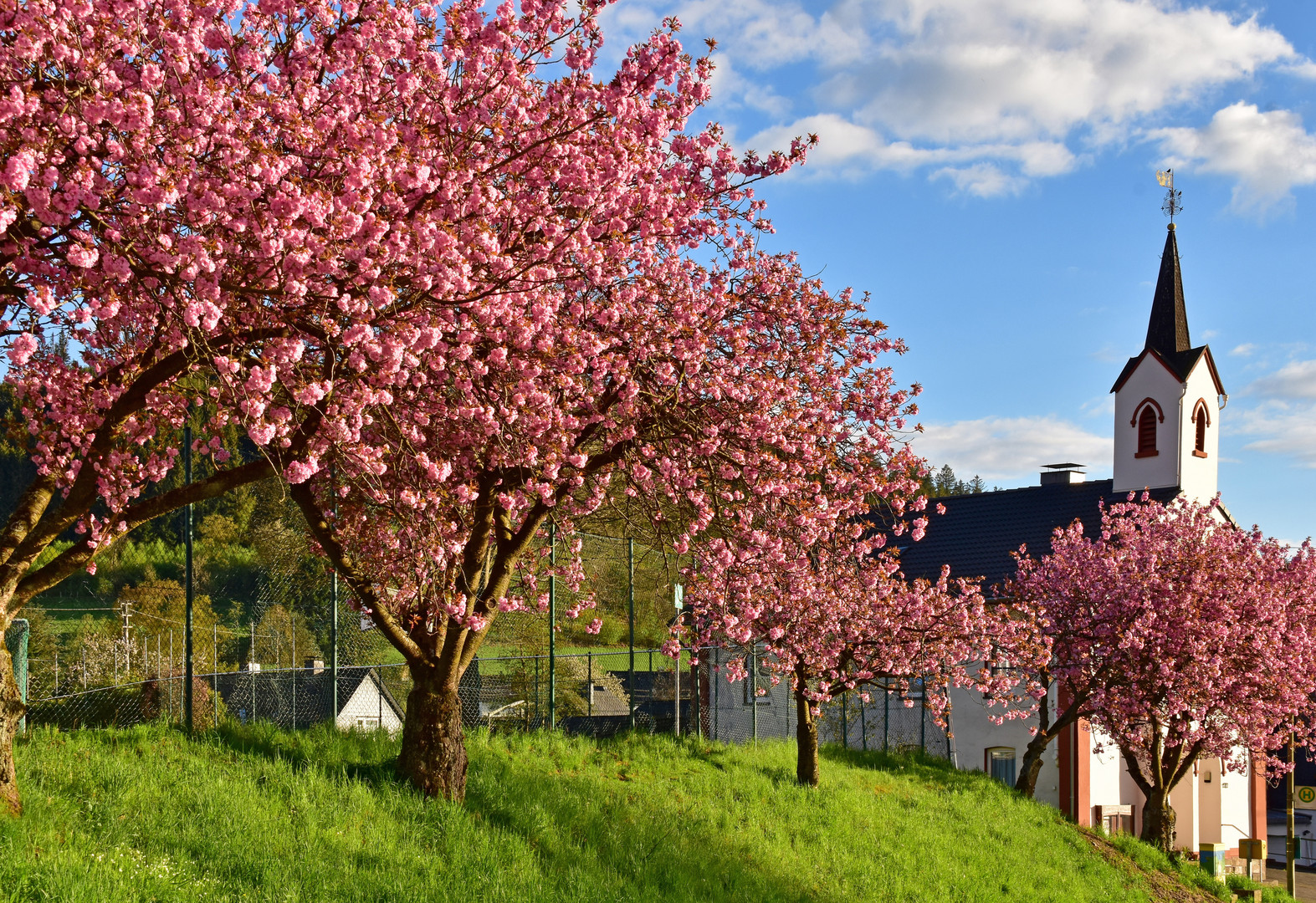 Kirschblüte in Helberhausen