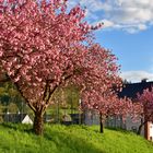 Kirschblüte in Helberhausen