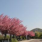 Kirschblüte in Herrenberg