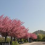 Kirschblüte in Herrenberg