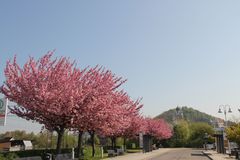 Kirschblüte in Herrenberg