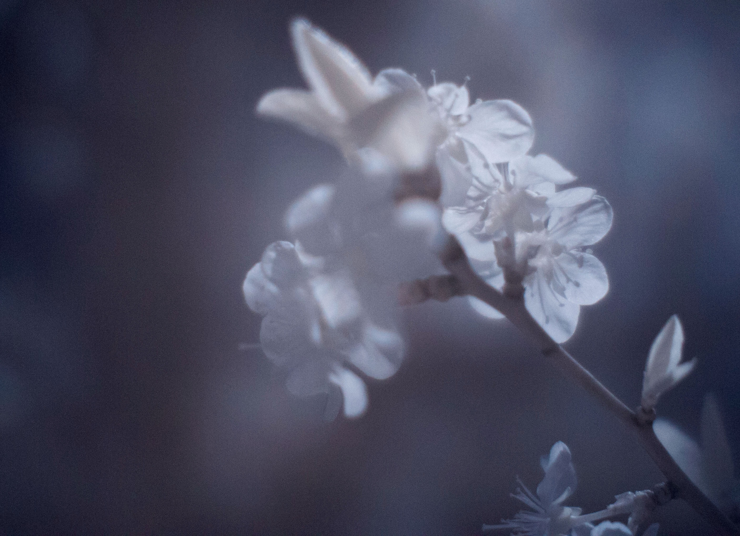 Kirschblüte in IR