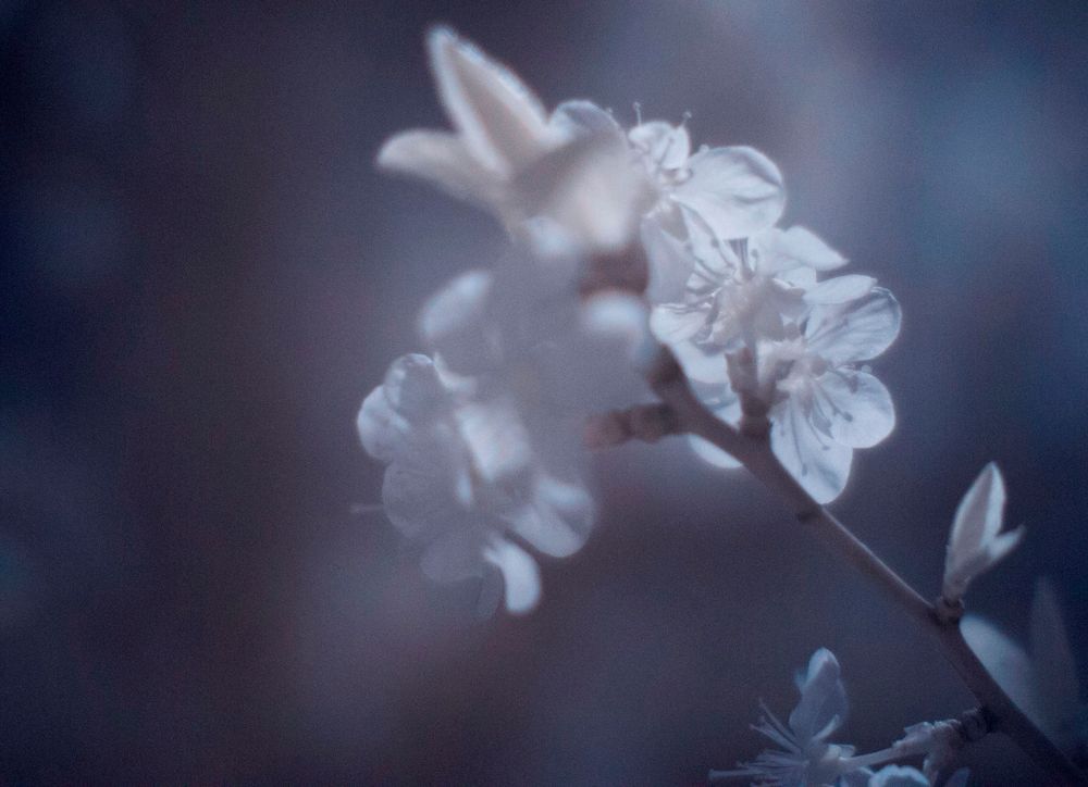 Kirschblüte in IR von H2Otto 