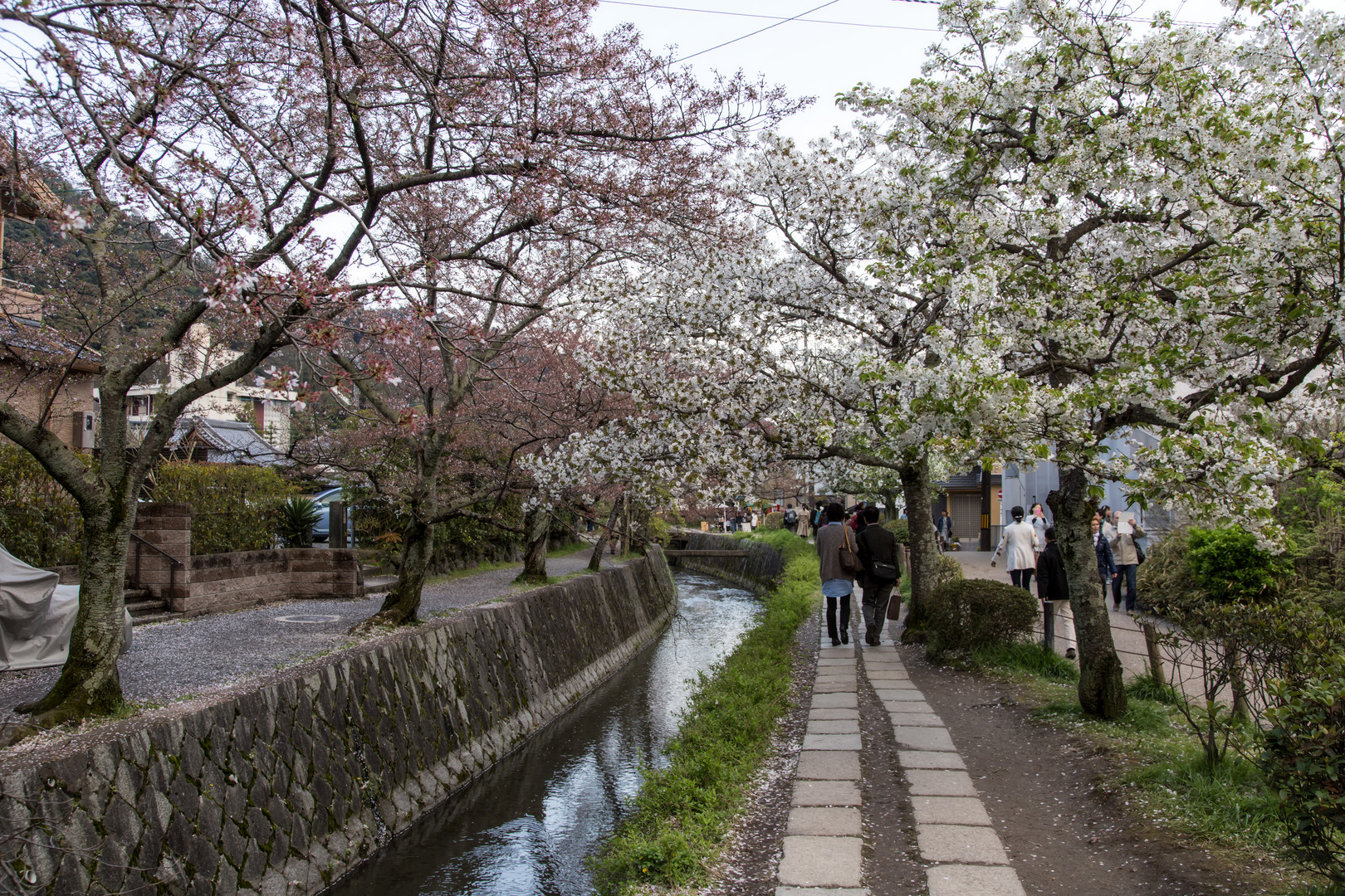 Kirschblüte in Japan