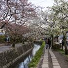 Kirschblüte in Japan