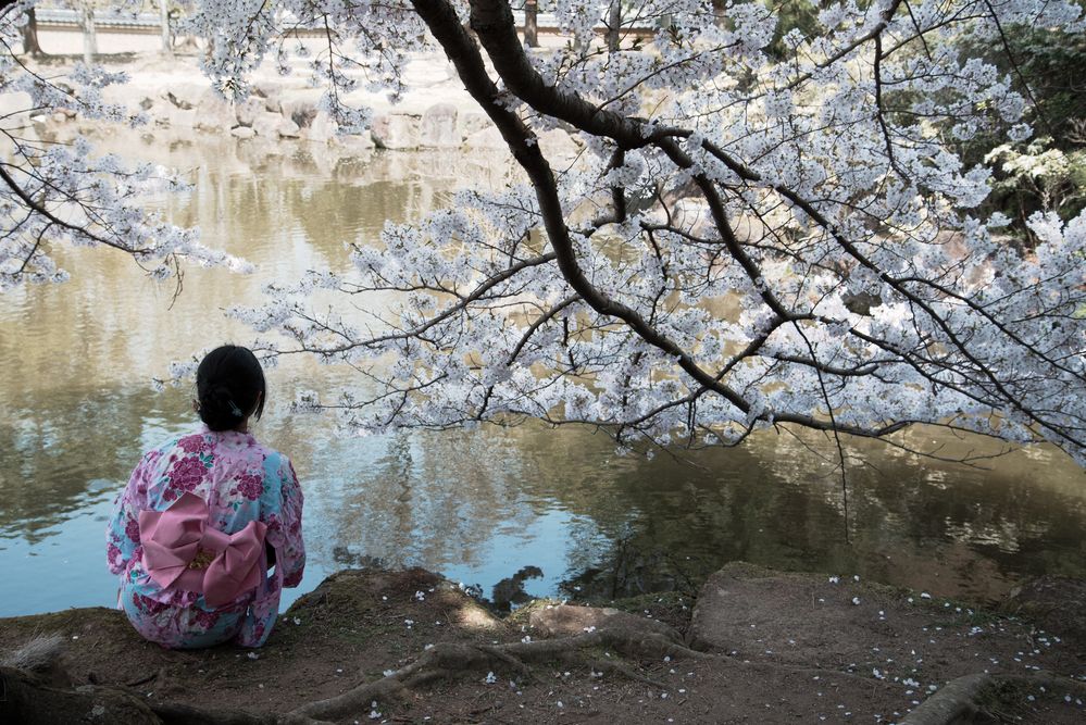 Kirschblüte in Japan