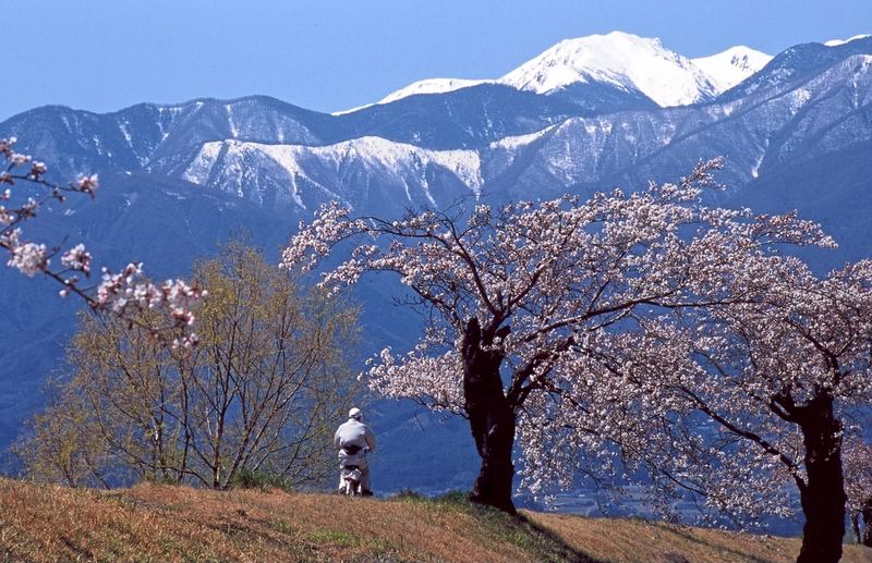 Kirschblüte in Japan