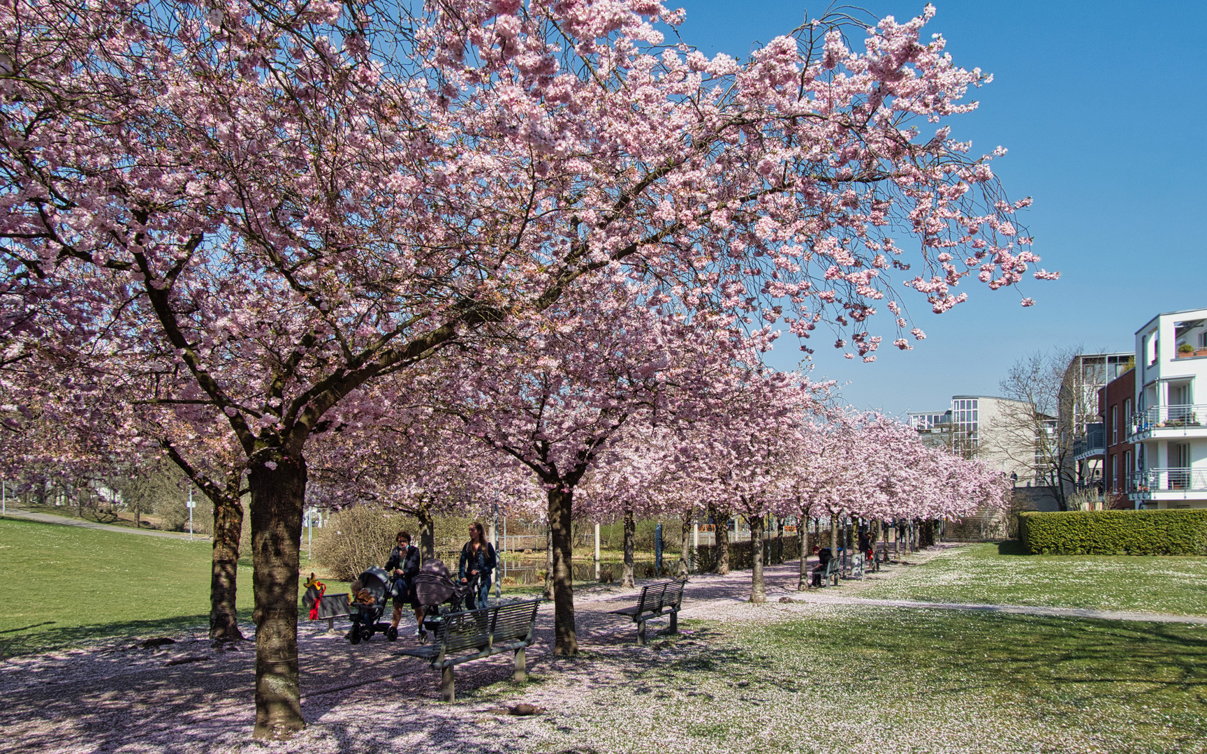 Kirschblüte in Kaarst (1)