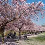Kirschblüte in Kaarst (1)