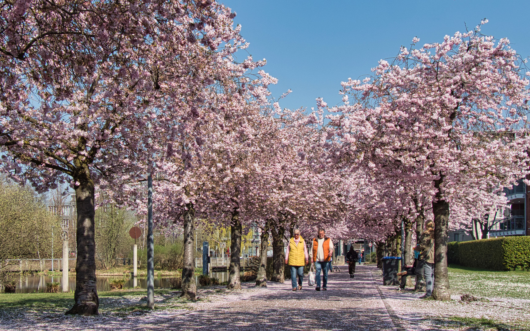 Kirschblüte in Kaarst (2)