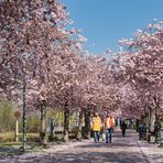 Kirschblüte in Kaarst (2)