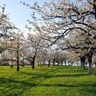 Kirschblüte in Kalchreuth