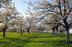 Kirschblüte in Kalchreuth