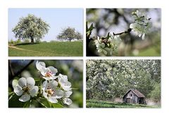 Kirschblüte in Kalchreuth