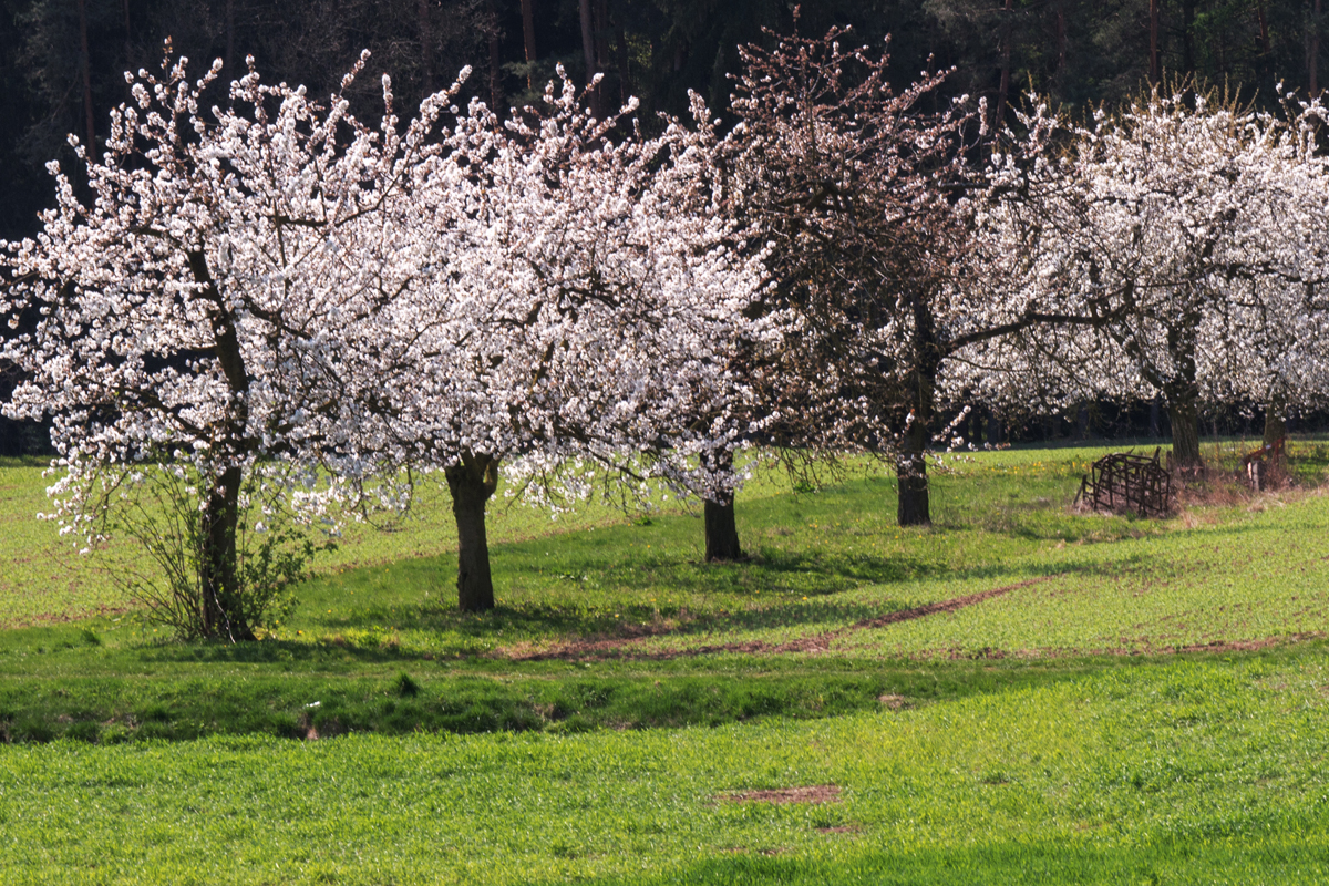 KIrschblüte in Kalchreuth