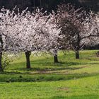 KIrschblüte in Kalchreuth