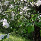 Kirschblüte in Karlsruhe