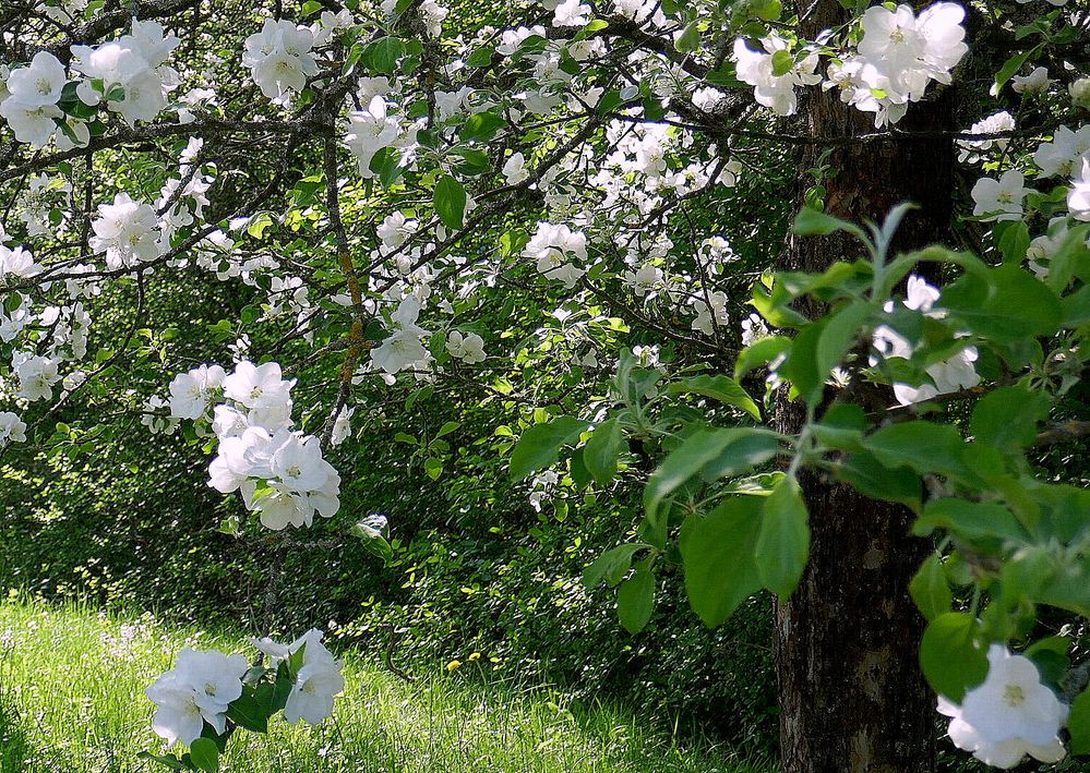 Kirschblüte in Karlsruhe