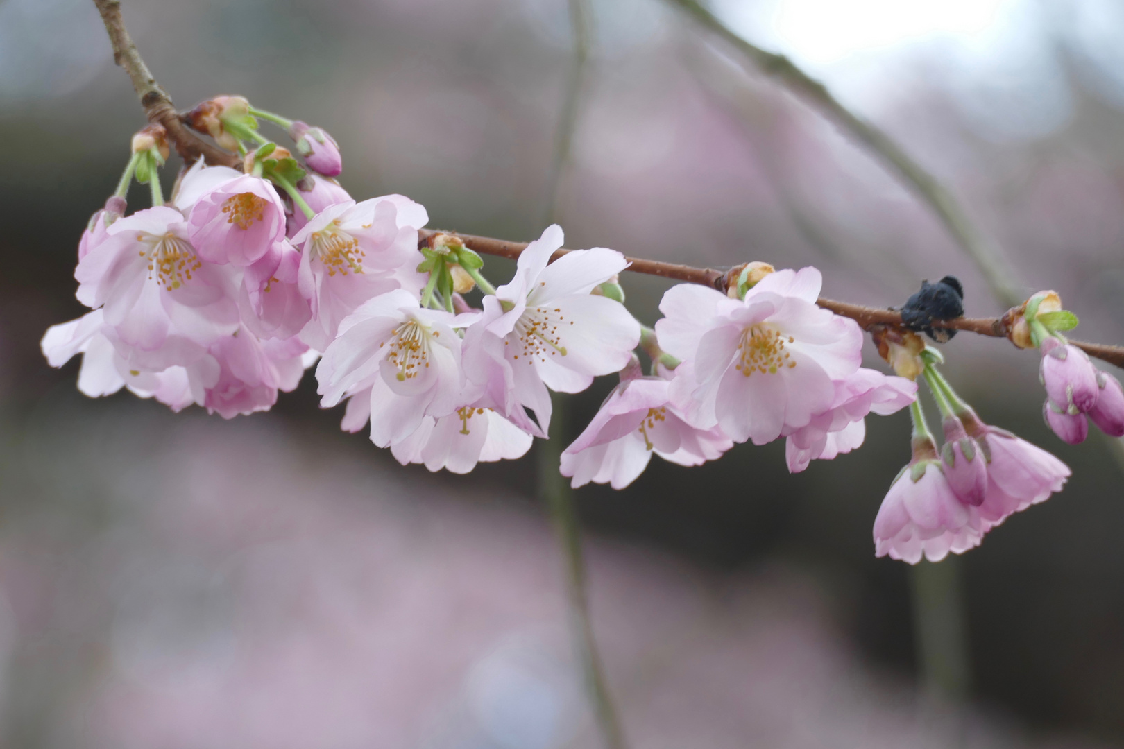 Kirschblüte in Kassel