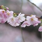 Kirschblüte in Kassel