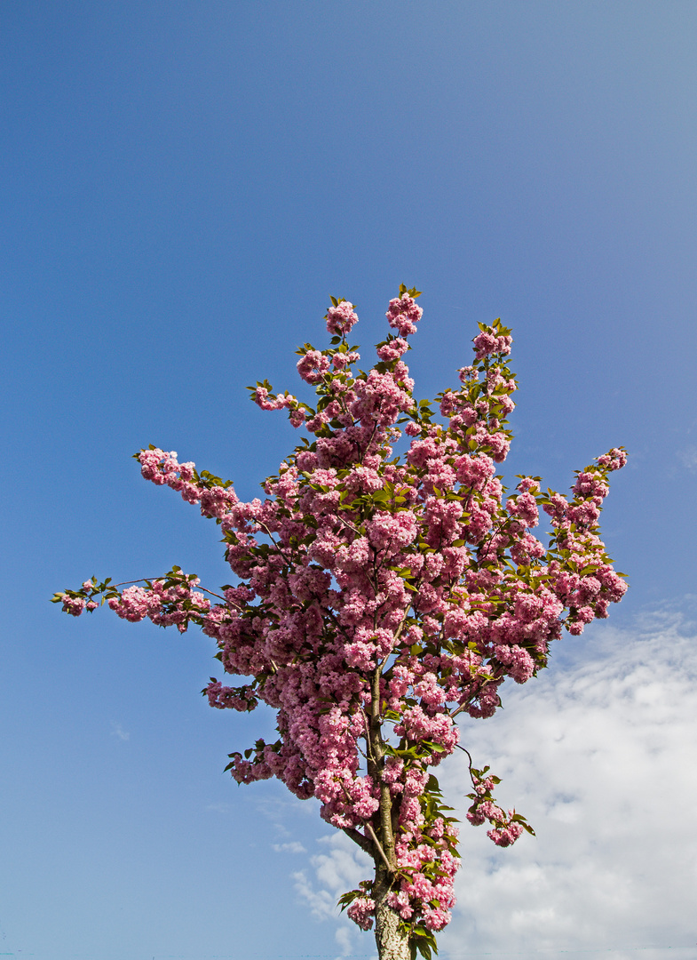 Kirschblüte in Köln