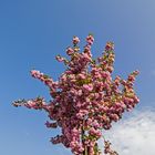 Kirschblüte in Köln