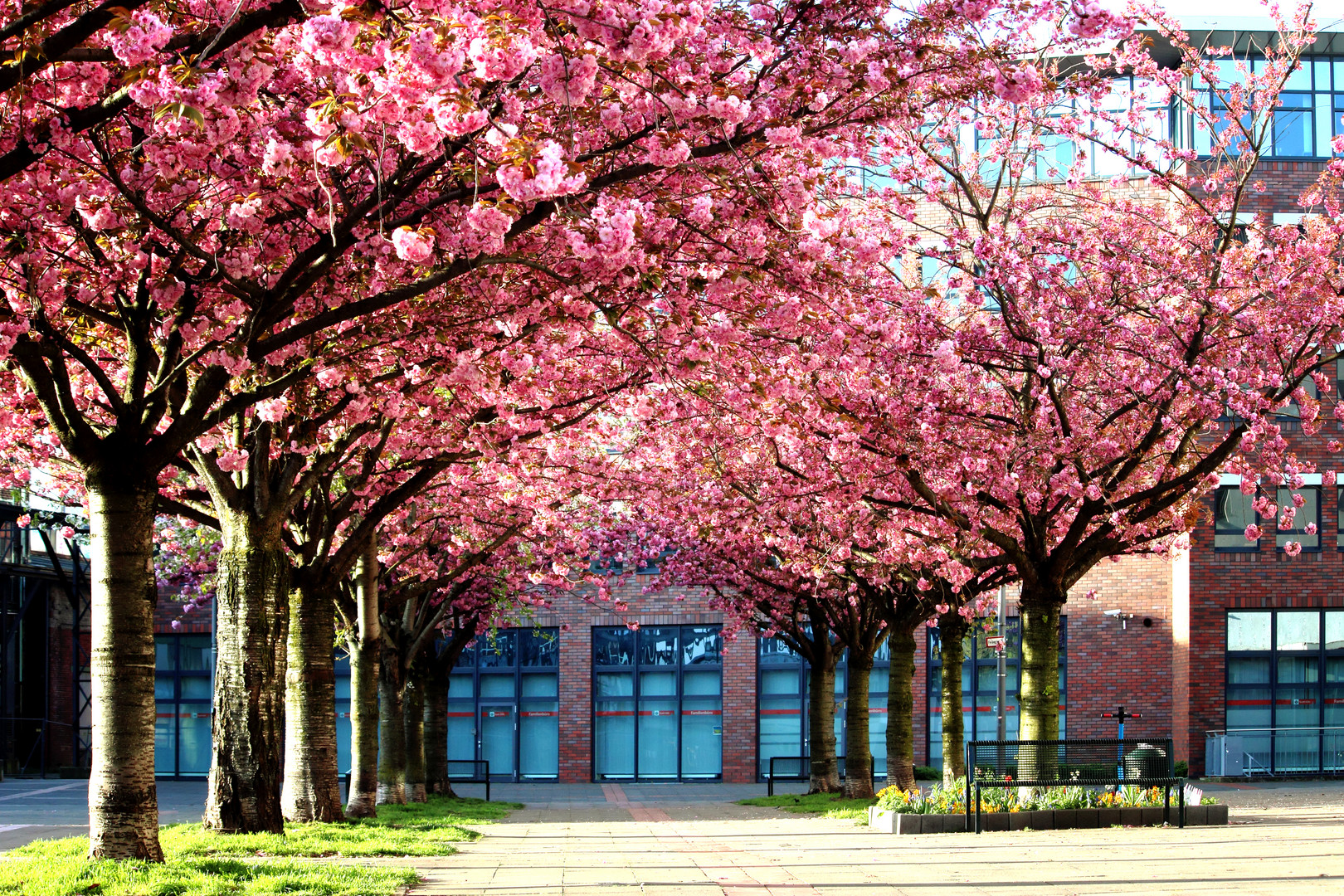 Kirschblüte in Köln Karree