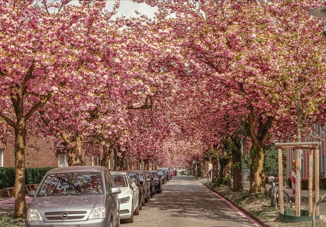 Kirschblüte in Krefeld 