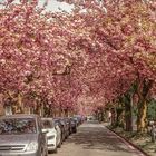 Kirschblüte in Krefeld 