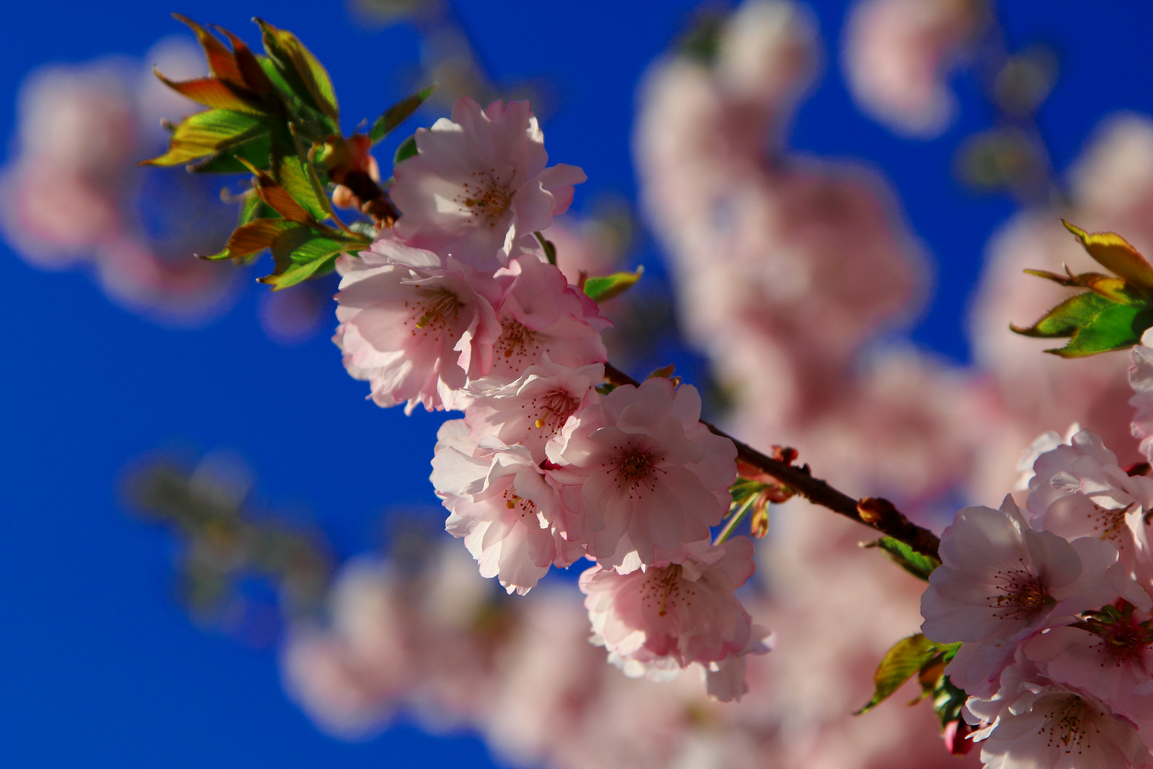 Kirschblüte in Kressbronn