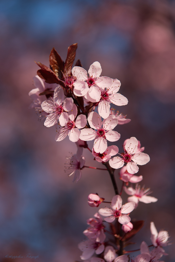 Kirschblüte in Kundl / Tirol