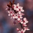 Kirschblüte in Kundl / Tirol