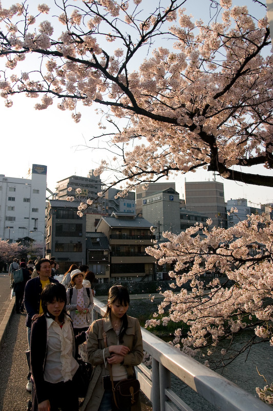 Kirschblüte in Kyoto