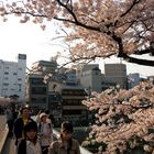 Kirschblüte in Kyoto