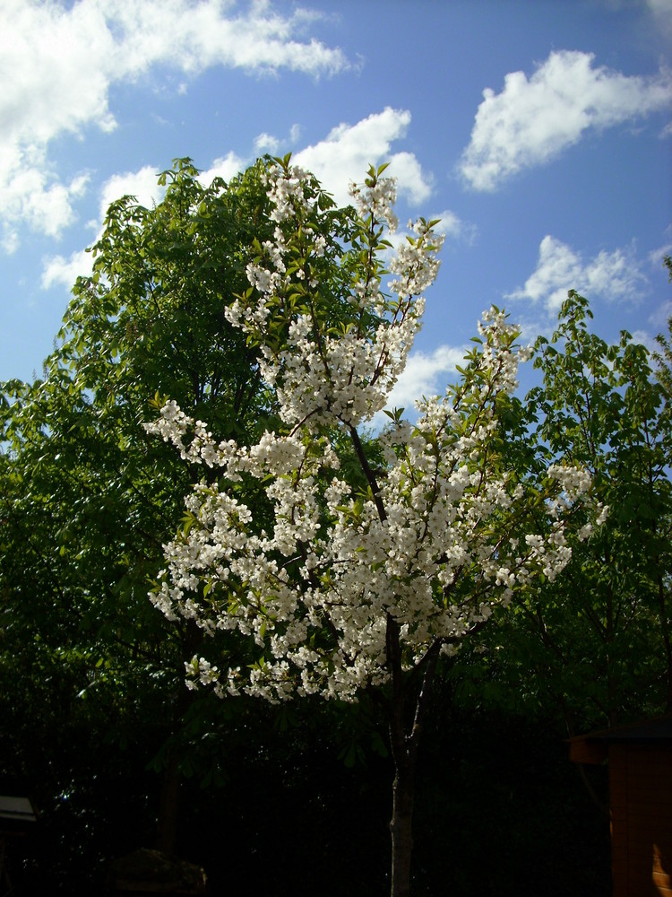 Kirschblüte in meinem Garten