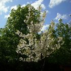 Kirschblüte in meinem Garten