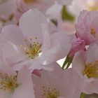 Kirschblüte in meinem Garten