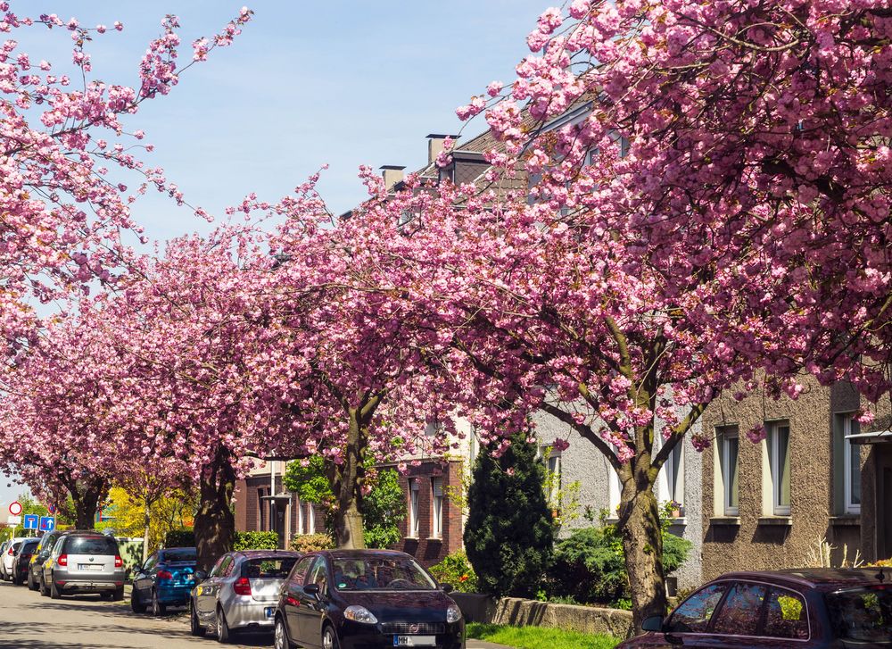 Kirschblüte in Mülheim an der Ruhr