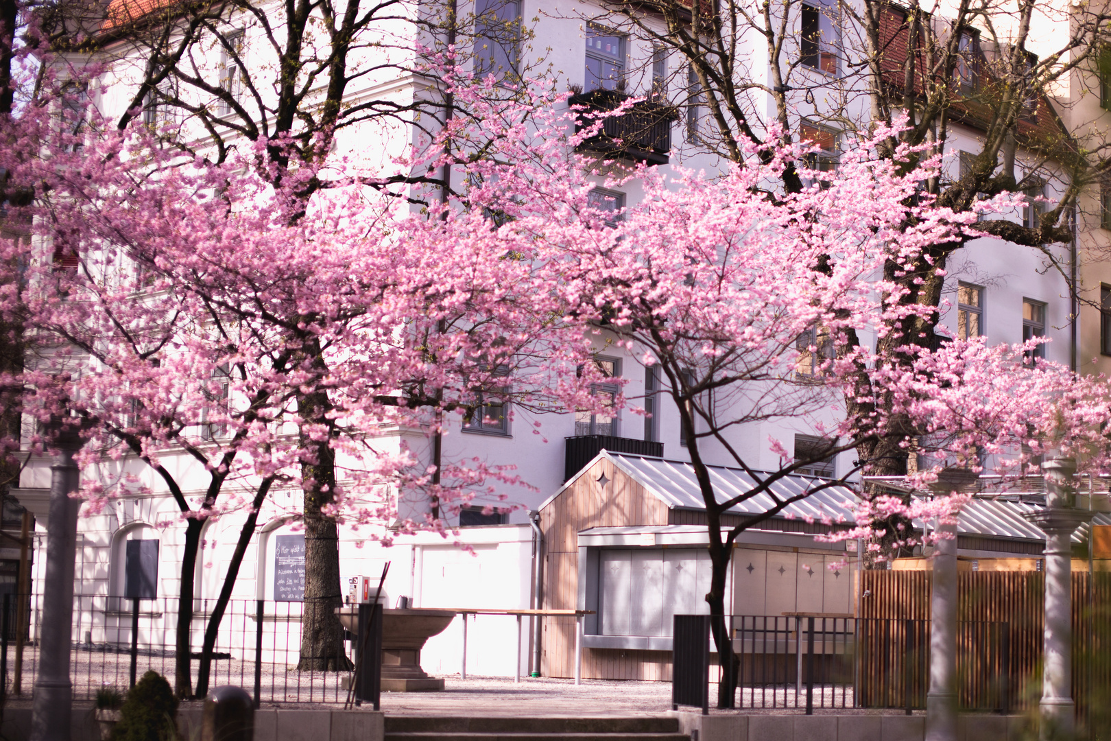 Kirschblüte in München erster Tag (1)