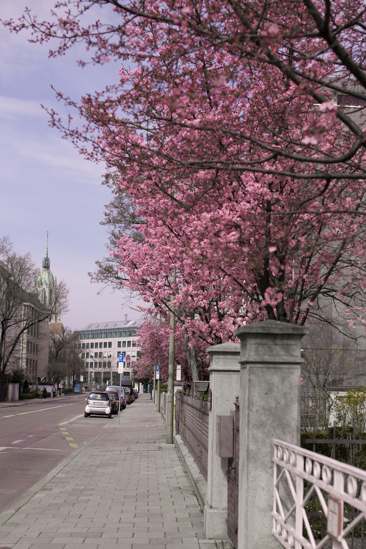 Kirschblüte in München erster Tag (2)