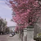 Kirschblüte in München erster Tag (2)