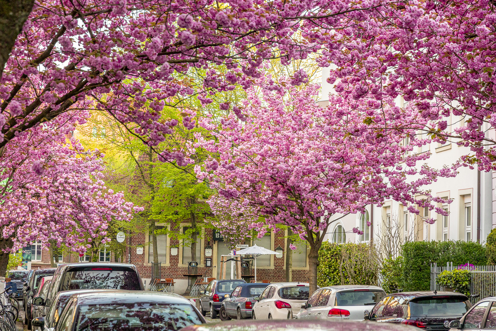 Kirschblüte in Münster Foto & Bild streetfotografie ohne menschen