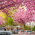 Kirschblüte in Münster