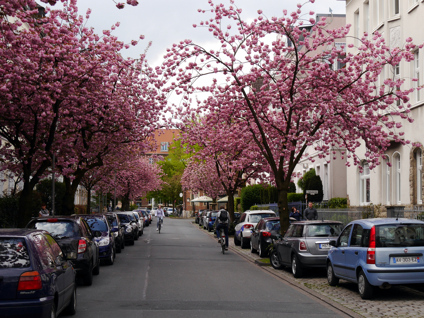 Kirschblüte in Münster (Schulstrasse)