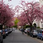 Kirschblüte in Münster (Schulstrasse)
