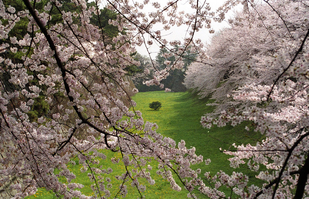 Kirschblüte in Nagoya Japan