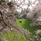 Kirschblüte in Nagoya Japan